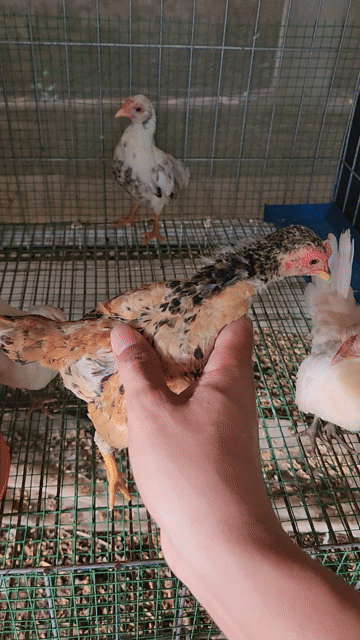 Gà tre Bắc mini Vàng bông làm cảnh. Mua bán Gà tại Huyện Châu Phú An Giang được đăng bởi Gà kiểng hình 1