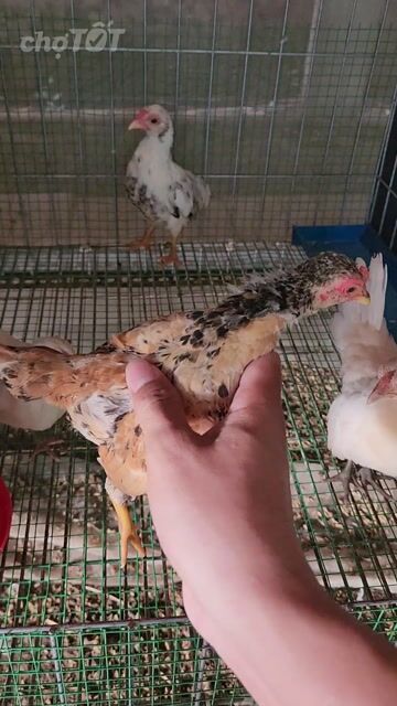 Gà tre Bắc mini Vàng bông làm cảnh. Mua bán Gà tại Huyện Châu Phú An Giang được đăng bởi Gà kiểng hình 1