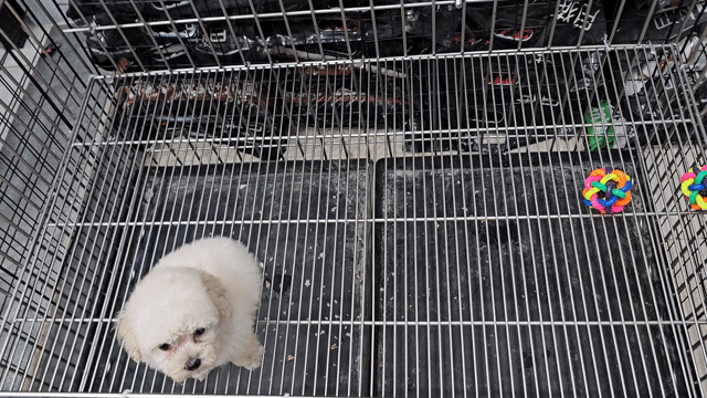 Chó Poodle Trắng kem Cả hai. Mua bán Chó tại Quận Gò Vấp Tp Hồ Chí Minh được đăng bởi Thanh Hải hình 1