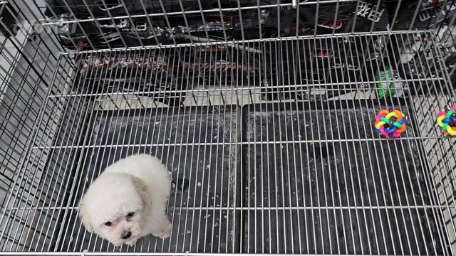 Chó Poodle Trắng kem Cả hai. Mua bán Chó tại Quận Gò Vấp Tp Hồ Chí Minh được đăng bởi Thanh Hải hình 1