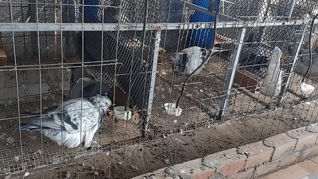 Chim bồ câu Mondain Sanh sản. Mua bán Chim tại Huyện Mỹ Tú Sóc Trăng được đăng bởi Nguyễn Chân hình 1