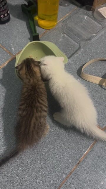 Mèo con gần 3 tháng. Mua bán Mèo tại Thành phố Đồng Xoài Bình Phước được đăng bởi Thanh Vân hình 1