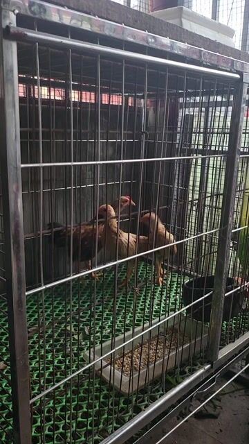 Gà tre giống nhỏ trống mái 3 tháng. Mua bán Gà tại Quận Nam Từ Liêm Hà Nội được đăng bởi Tuấn hình 1
